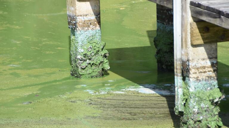 Toxic Algae: Complex Sources and Solutions - Trailer