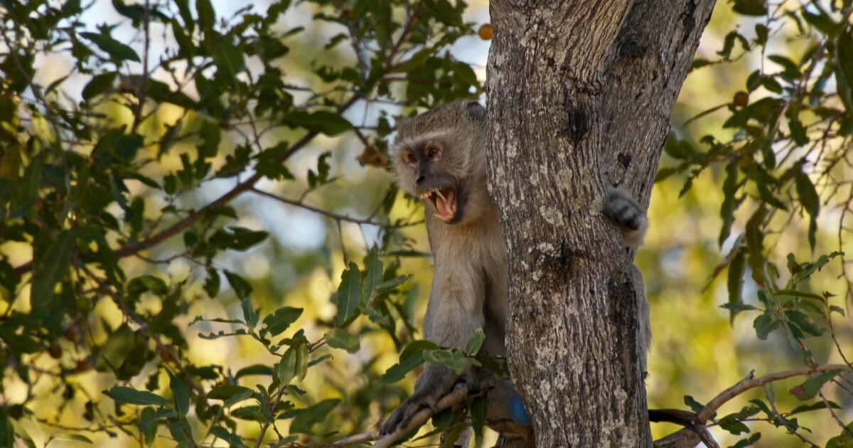 Monkeys Hunted Watch Leopard Hunting Monkeys | Big Cats 24/7 | PBS SoCal