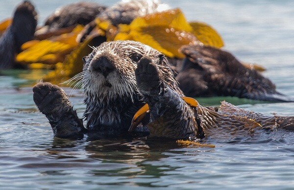 A sea otter off the coast of Morro Bay, CA.