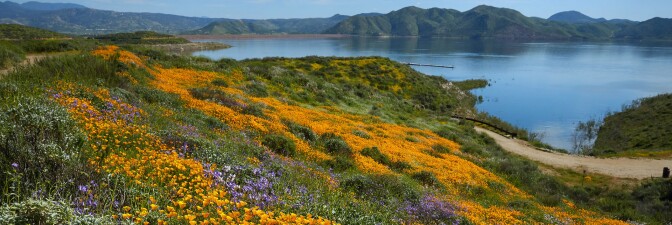 how to see the superbloom