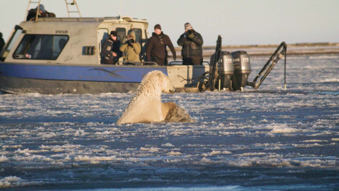 A polar bear swimming in front of a tourist boat in Alaska. | Still from Earth Focus