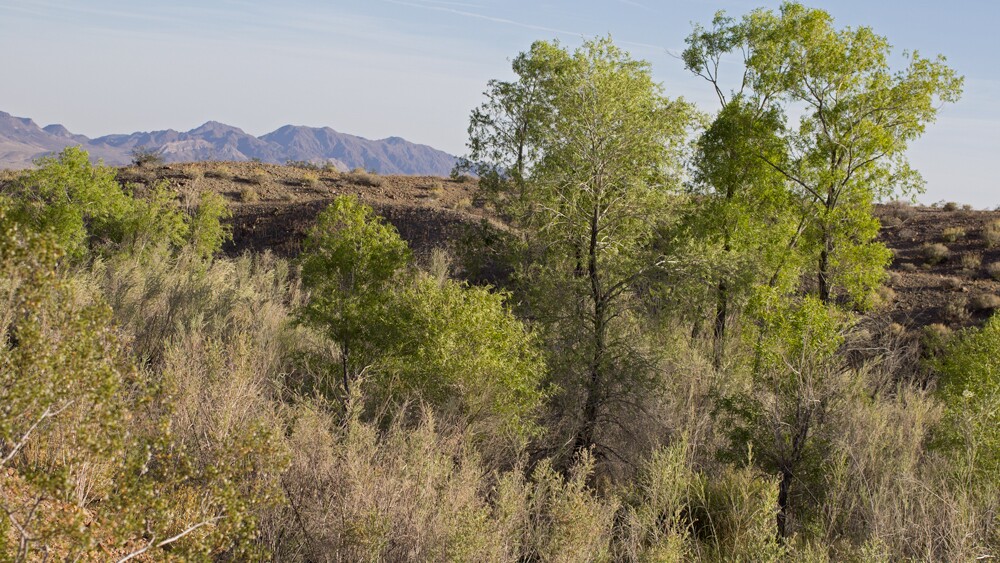 Bonanza Spring in the Clipper Mountains | Photo: Chris Clarke
