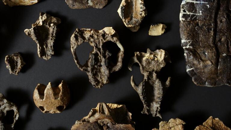 How Fossilized Plants Tell Us About the Evolution of Animals