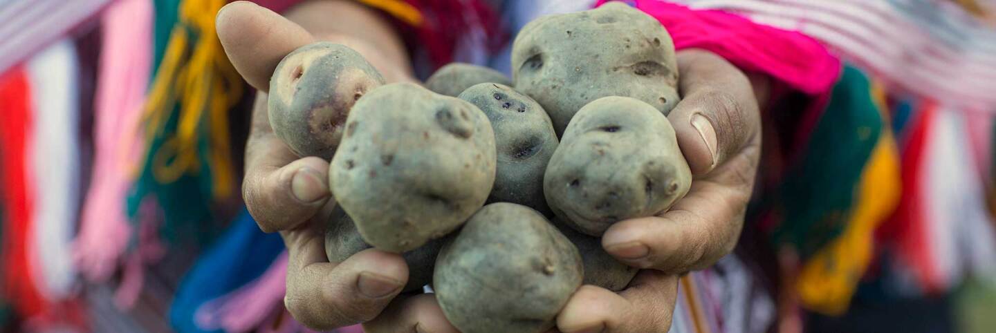 A farmer holds a handful of potatoes at El Parque de la Papa in Peru. | International Potato Center (CIP) / CC BY-NC 2.0