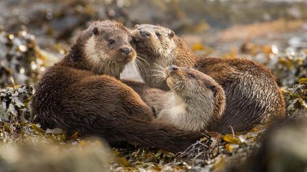 Otter Mom Juggles Raising Triplets