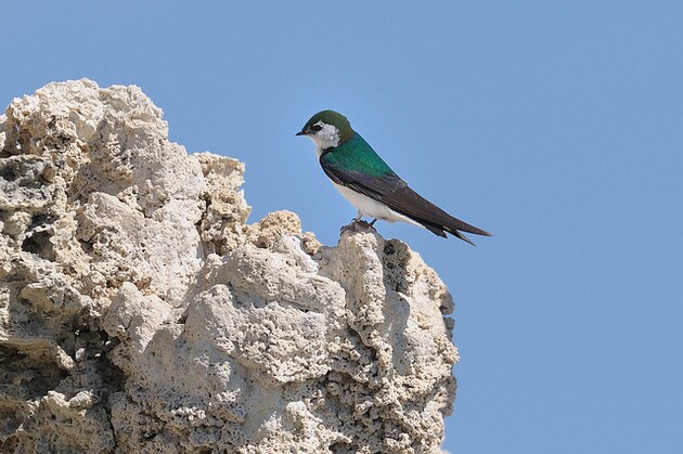 violet-green-swallow-1-4-16-thumb-630x419-100270