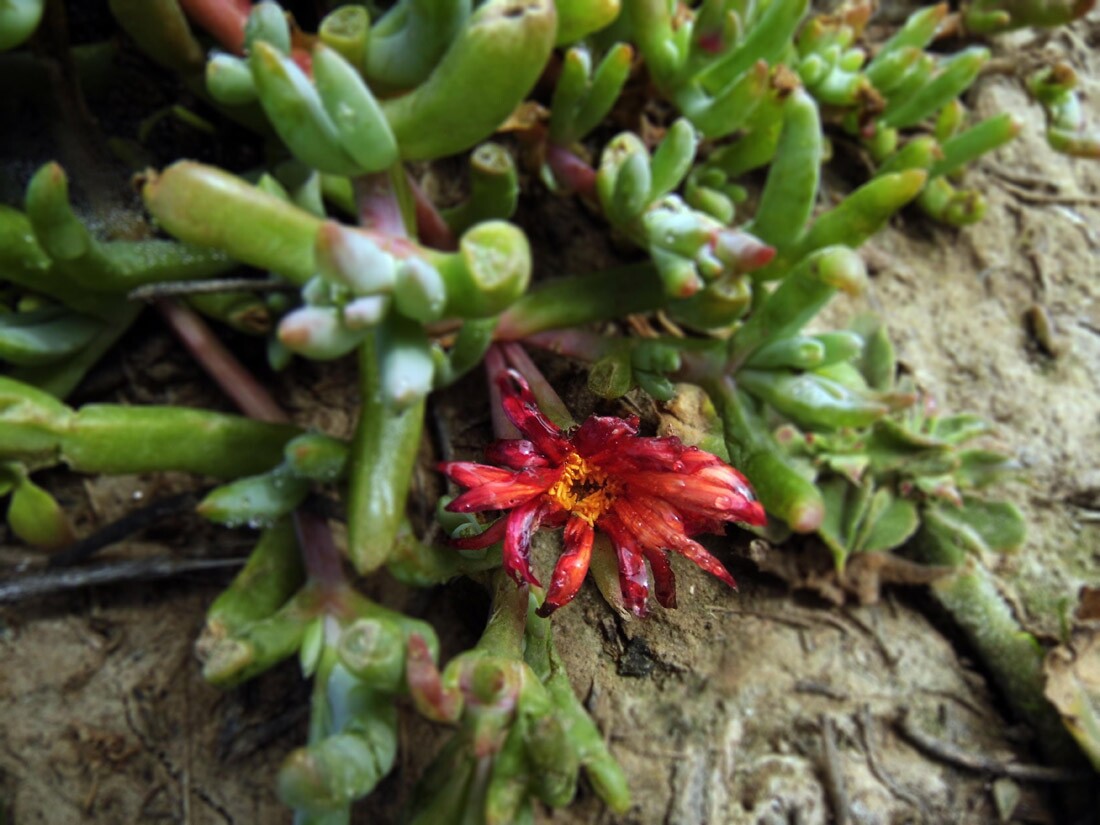 Anacapa Island: Flower