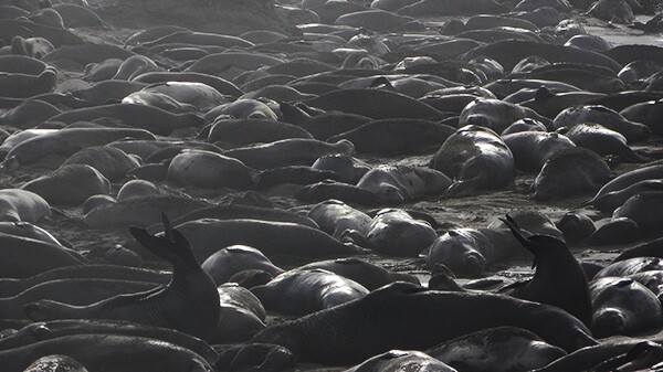 The elephant seal colony at Piedras Blancas has grown significantly since the 1990s. | Photo: Zach Behrens/KCET