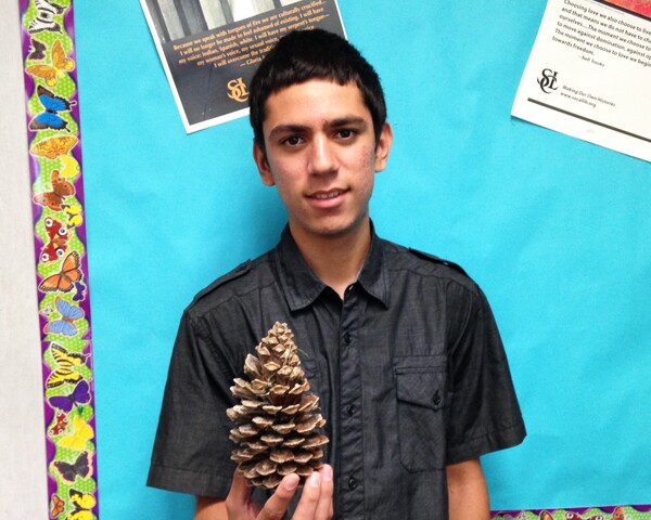 acorn_1