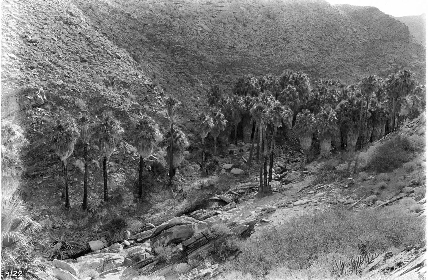 Native Washingtonia filifera palms growing in an oasis near Palm Springs, circa 1900. Courtesy of the Title Insurance and Trust / C.C. Pierce Photography Collection, USC Libraries.