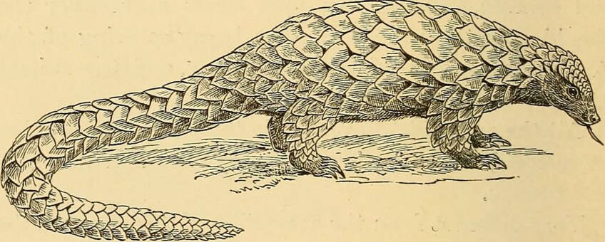 Illustration of a pangolin, circa 1894