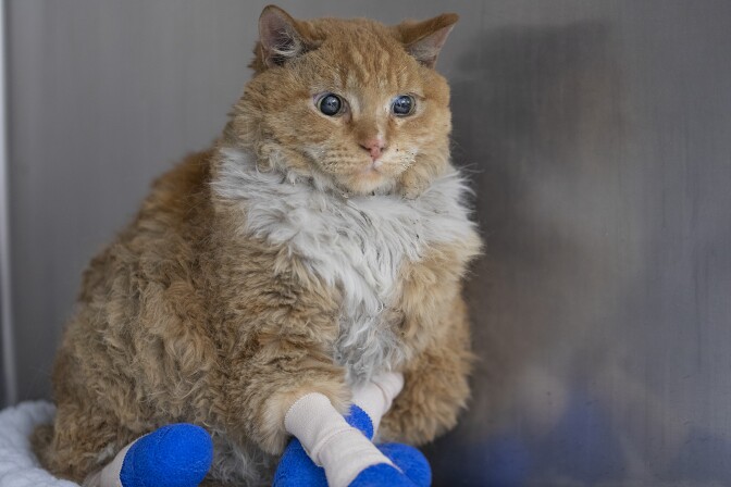 Cat with casts on paws due to burns from wildfire | Courtesy UC Davis School of Veterinary Science