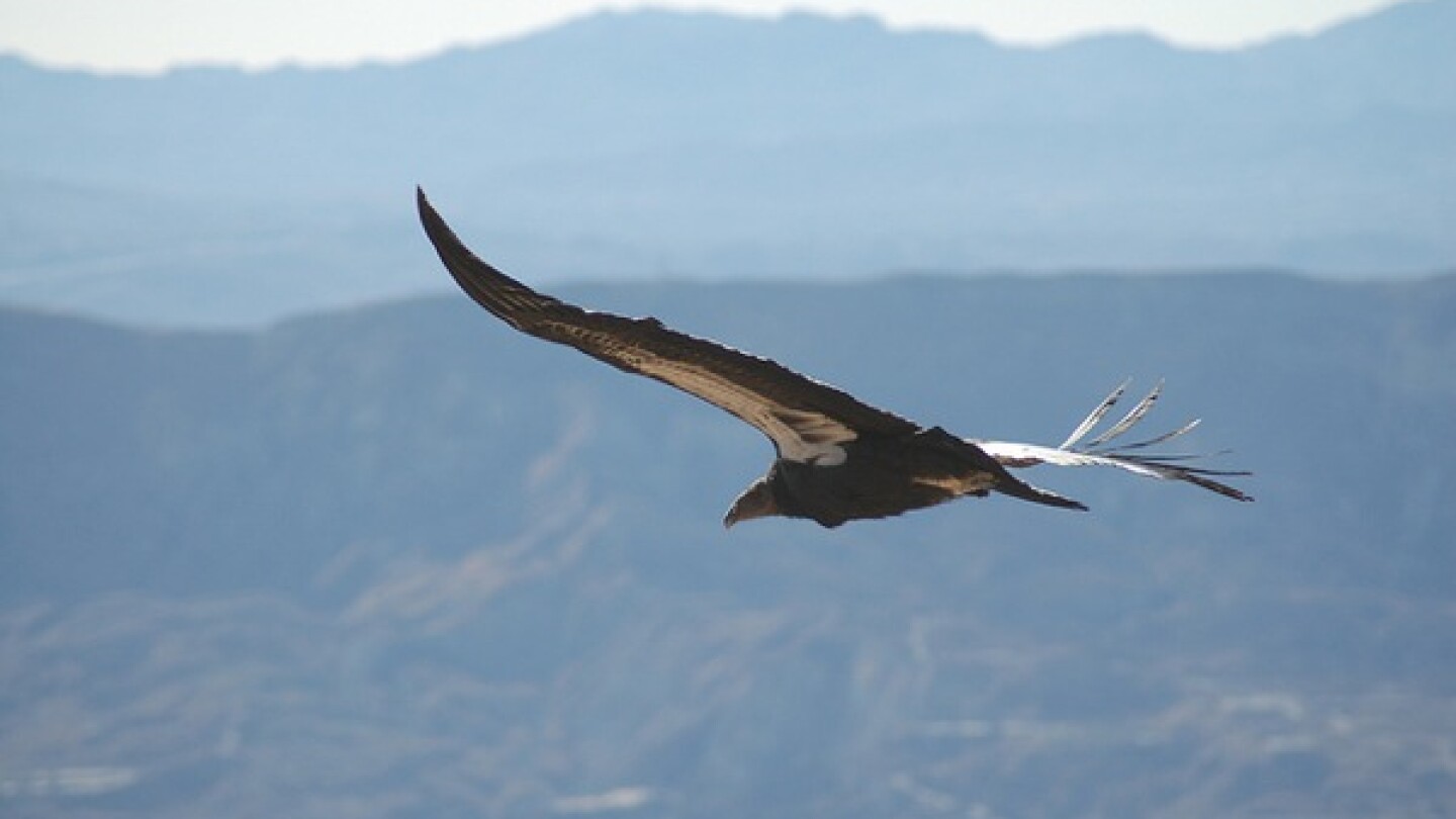 California condor #412 soars above the Los Padres National Forest | Photo by Pacific Southwest Region U.S. Fish and Wildlife Service via Creative Commons