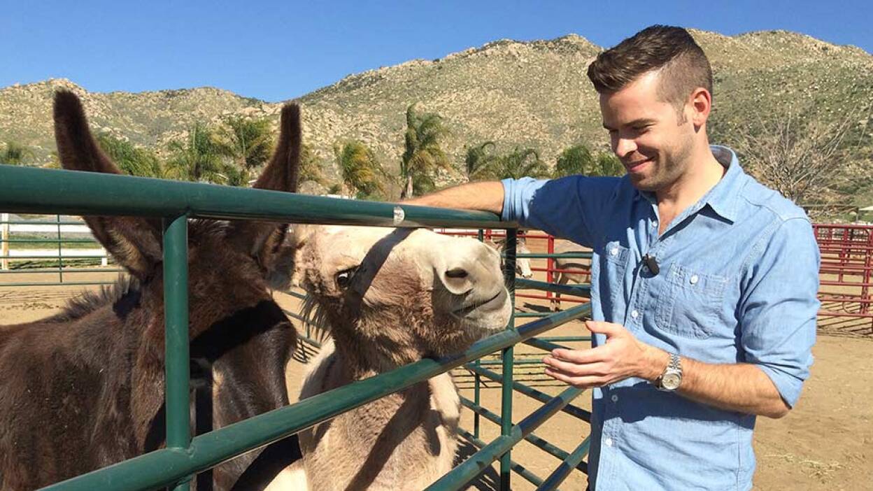 donkeyland_950_1.jpg