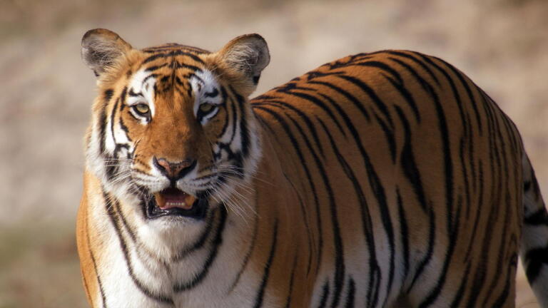 Part Two | Tiger Island