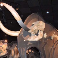 mastodon-fossils-featured-5-11-16.jpg