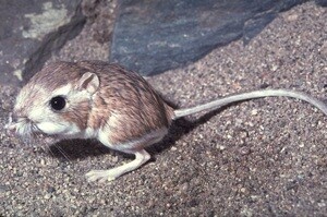 The Kangaroo Rat | Photo © Dr. Lloyd Glenn Ingles, California Academy of Sciences