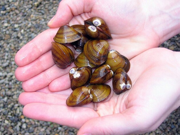 asian-clams-7-6-15-thumb-630x472-94924