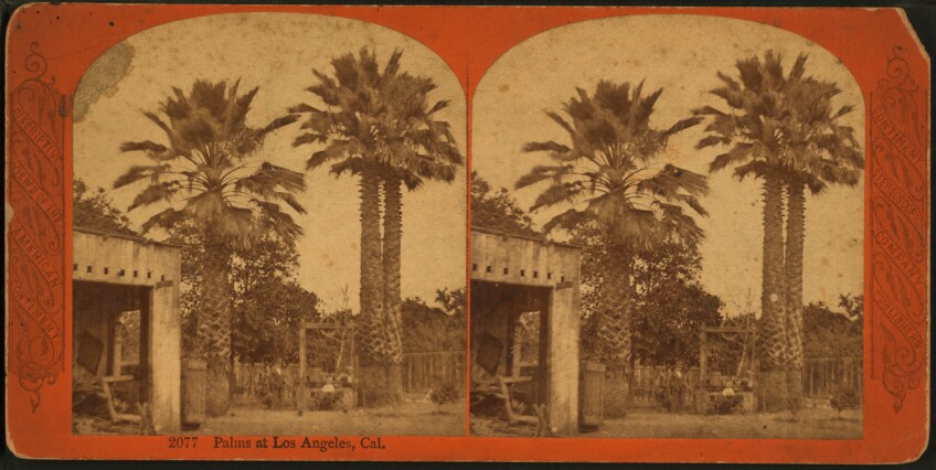 Palms at Los Angeles, Cal.
