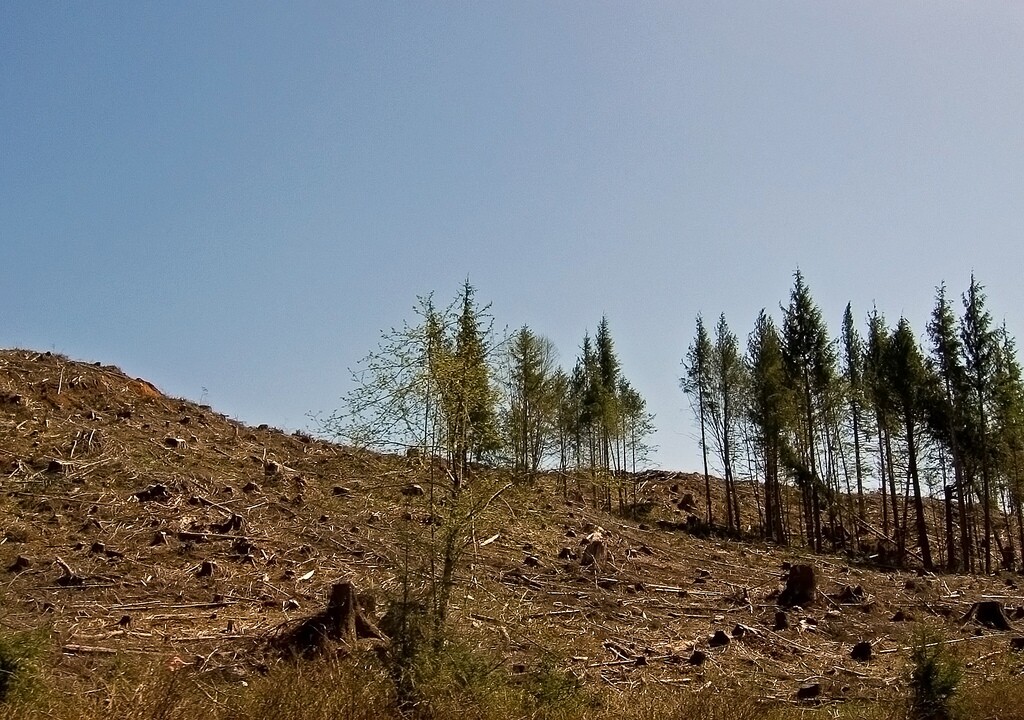 habitat-clearcut-4-19-16.jpg