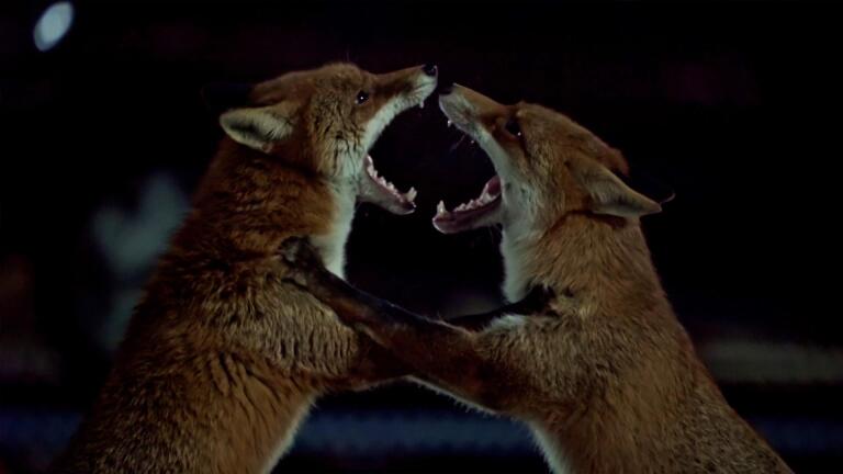 Urban Foxes Battle Over Territory