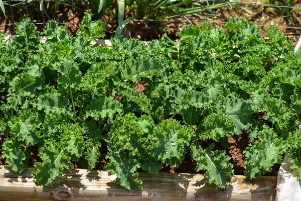 KaleandMustardGreens