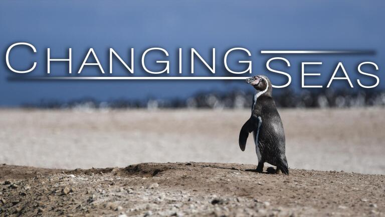 Peru’s Desert Penguins | Trailer