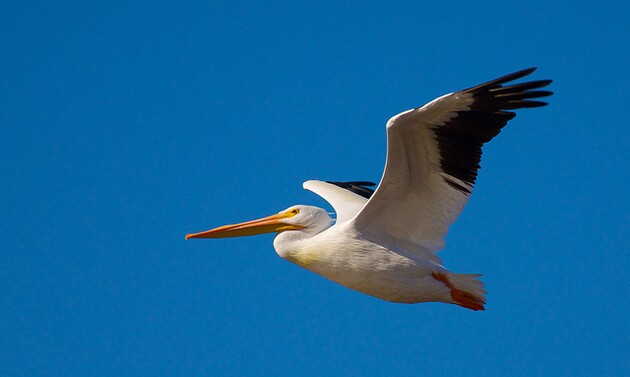 sonny-bono-NWR-6-30-14-thumb-630x377-100252