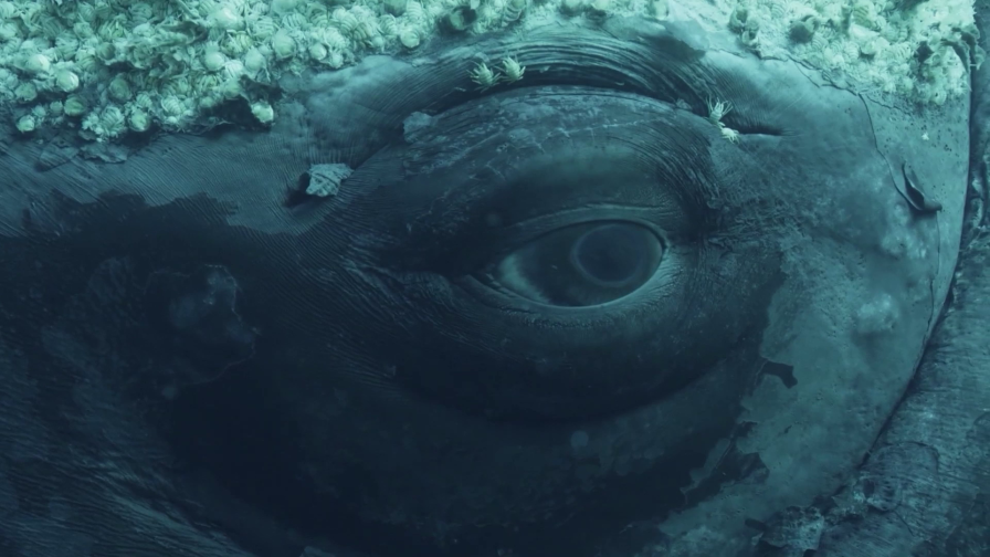 Whale with Steve Backshall (Preview)