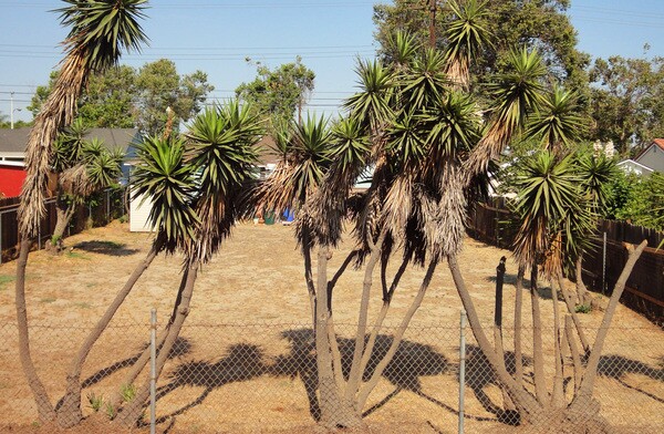 Yuccas-thumb-600x392-55401
