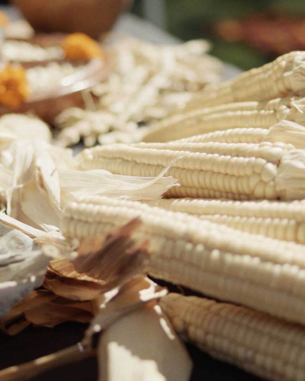 Seneca white corn grown at the Cultural Conservancy. | Still from "Tending Nature" episode “Cultivating Native Foodways with the Cultural Conservancy."