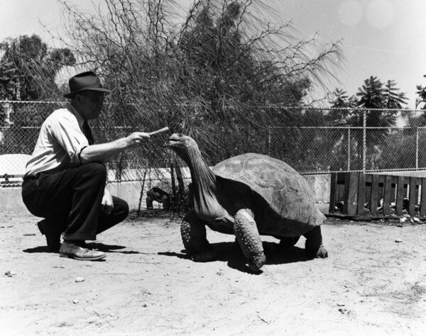 Giant Tortoise at L.A. Zoo | Photo: Ralph Morris Collection, Los Angeles Public Library