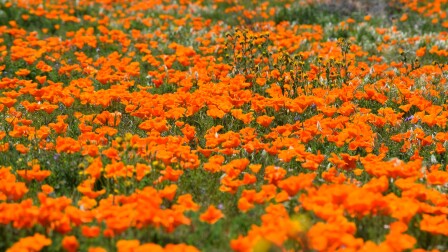 Descanso Gardens: Water