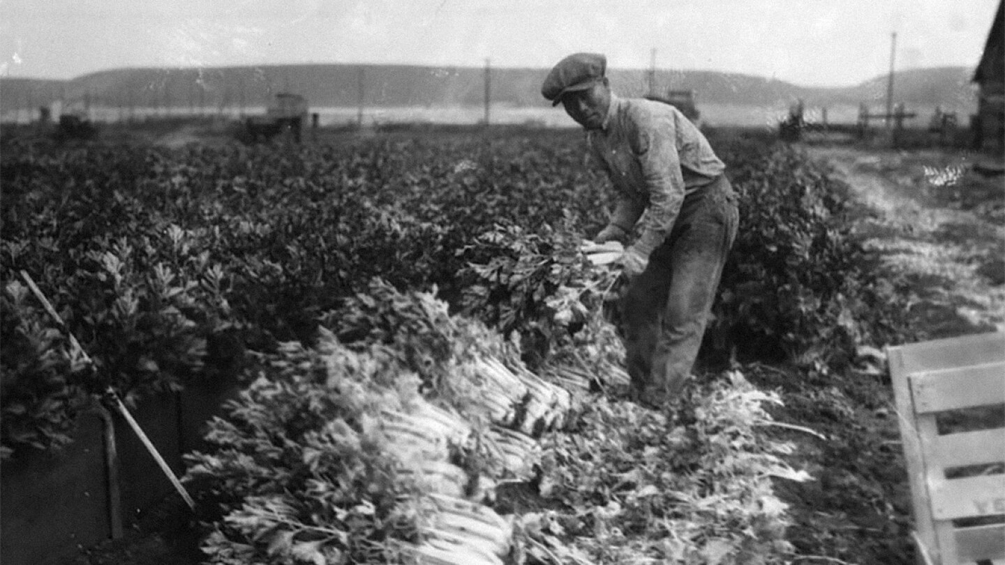 Chinese-American agricultural laborer harvesting stalks of celery on the field