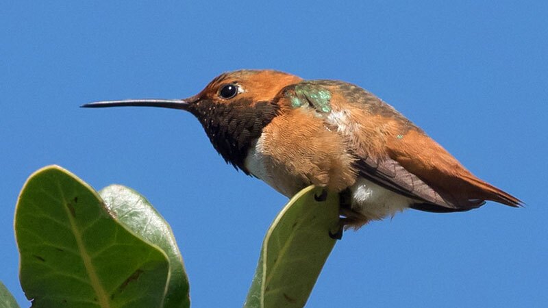 Allen's hummingbird | Photo: Ingrid Taylar, some rights reserved