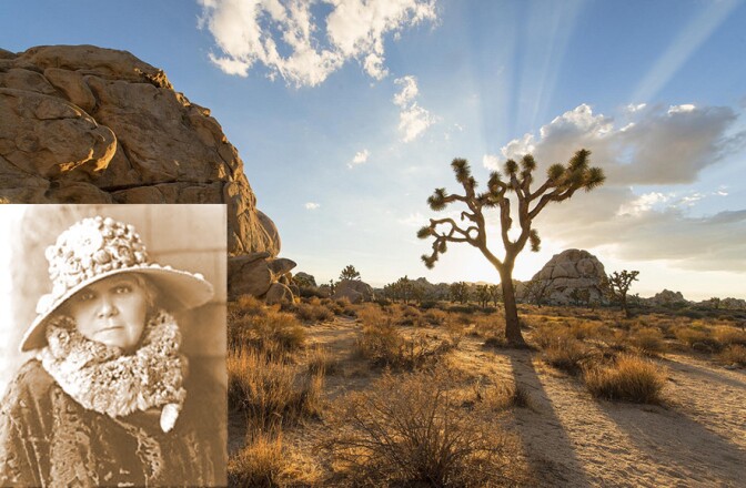 joshua-tree-hoyt-3-11-16.jpg