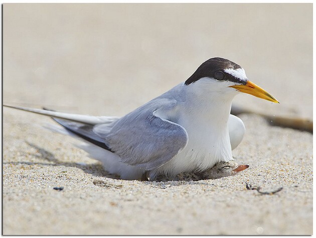 least-tern-natural-area-5-18-15-thumb-630x475-92678