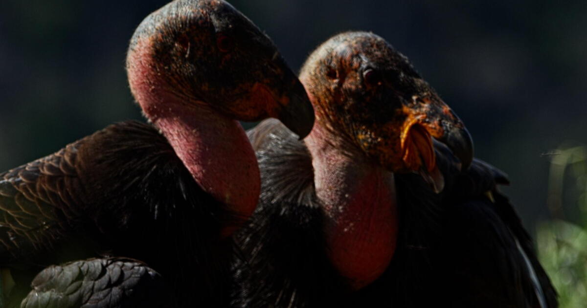 Watch Preview: Condor Canyon | PBS SoCal Extras Season | PBS SoCal