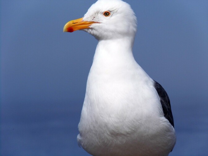 Anacapa Island: Seagull