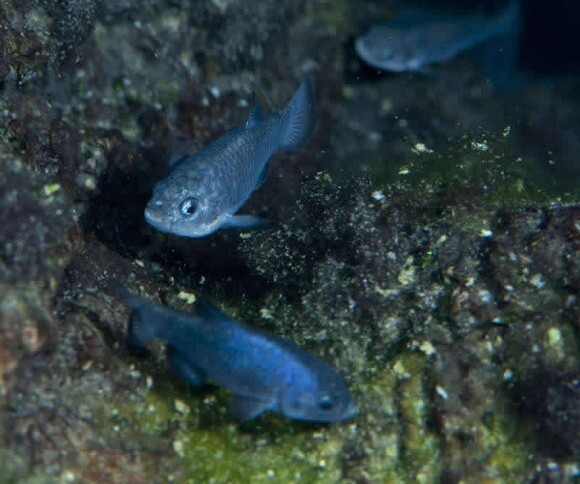 Devils_Hole_pupfish_9_primary.jpg
