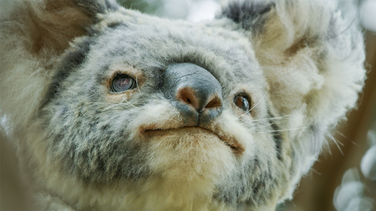 Male Koalas Battle over a Female