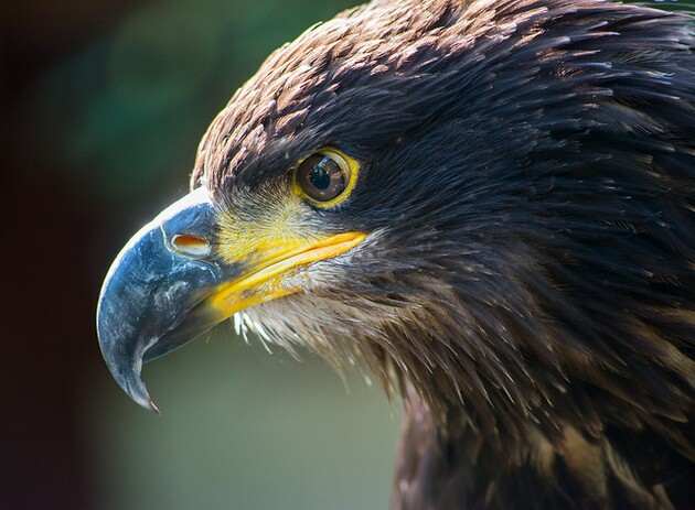 golden-eagle-2-5-15-thumb-630x463-87678