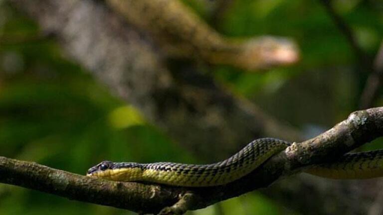 Snake Takes Flight