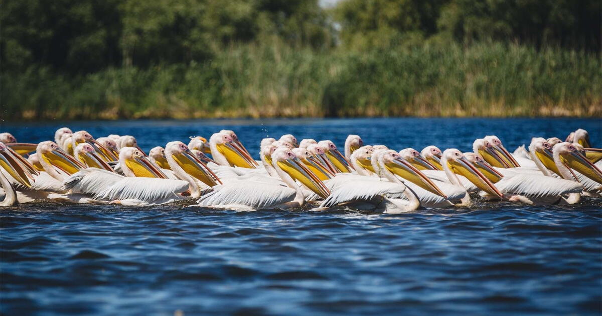 Watch Preview: Extended Preview | Rivers of Life Season | PBS SoCal