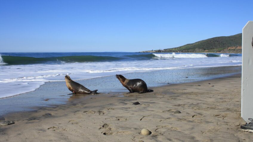 seal release