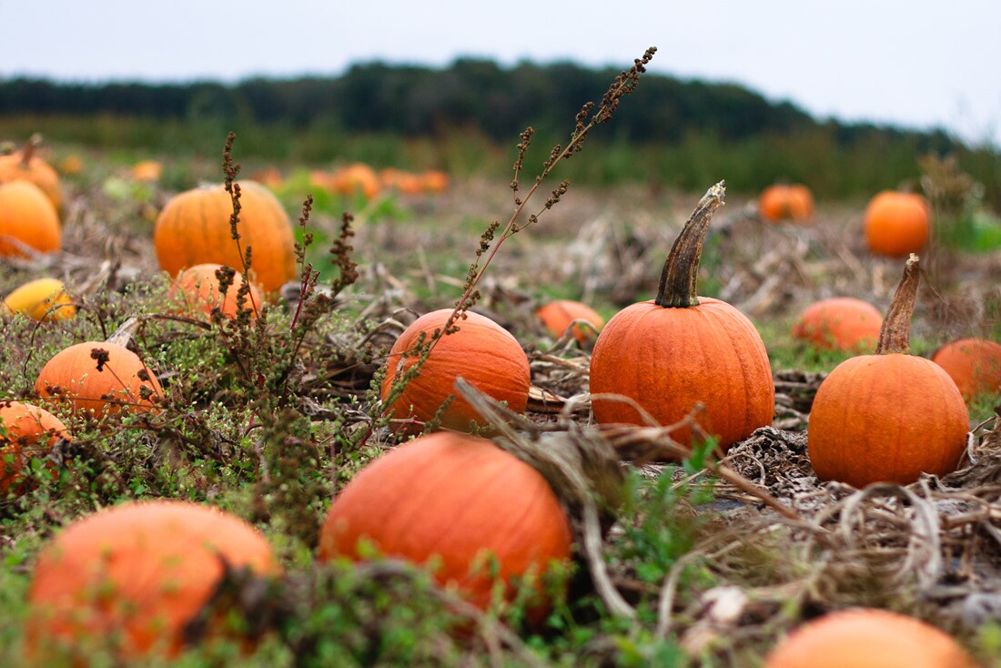 Pumpkins