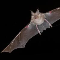 Bat Superpowers