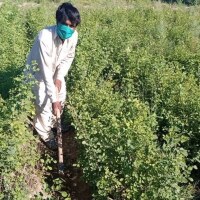 A laborer hired as part of Pakistan’s 10 Billion Tree Tsunami push works in a tree nursery at Changa Manga plantation in Punjab’s Kasur district, April 15, 2020. | Credit: Shahid Rashid Awan, Project Director (Punjab) TBTTP