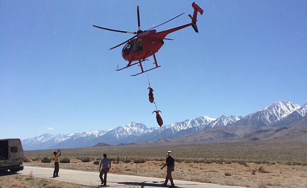 sierra-nevada-bighorn-relocation-3-30-15-thumb-630x386-90263