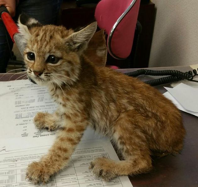 0914-bobcat-kitten-thumb-630x597-100209